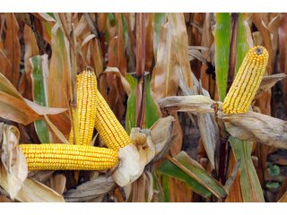 Van Buren County, Michigan Farmland - LAND AUCTION - 300+/- ACRES SPECIALTY CROP - GRAPES AND HOPS - OFFERED IN 8 TRACTS IN VAN BUREN COUNTY, MICHIGAN